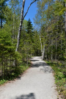 View at forest path walk in Bruce Peninsula national park neat Tobermory village in Ontario province, Canada
