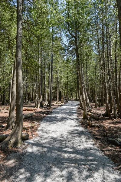 View Forest Path Walk Bruce Peninsula National Park Neat Tobermory — 스톡 사진