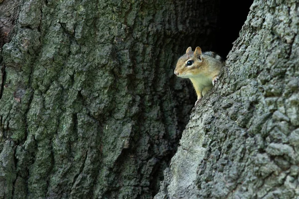 View Small Chipmunk Sitting Thee Park Looking — стоковое фото