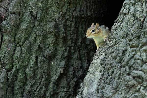 公園であなたの上に座っている小さなチプムンクを見て回ります — ストック写真