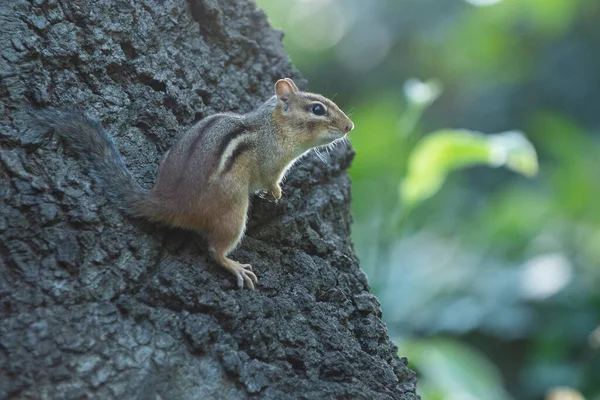 Ver Ardilla Pequeña Sentado Thee Parque Mirando Alrededor — Foto de Stock