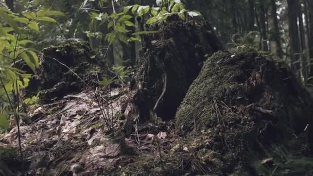 神秘的な森 不気味な木 伐採された木苔で覆われた切り株と根だけが不気味な常緑の森の中に残されています 美しい自然緑の風景 気候変動問題の概念 — ストック動画