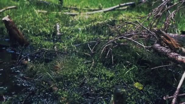 Floresta Boreal Madeira Densa Pântano Solo Húmido Com Musgo Ramos — Vídeo de Stock