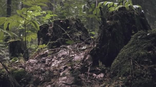 神秘的な森 不気味な木 伐採された木苔で覆われた腐った切り株と根だけが不気味な場所に残されています 美しい自然緑の風景 森林破壊 気候変動問題 — ストック動画