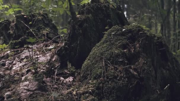 Bosque Místico Madera Espeluznante Árbol Cortado Solo Troncos Podridos Cubiertos — Vídeos de Stock