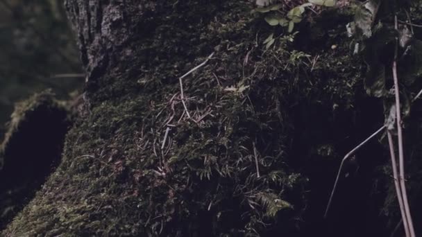 神秘的森林 怪异的木头 一棵被砍倒的树 只有一丛根长满苔藓的树桩和树根留在令人生畏的常绿林地里 美丽的自然景观 气候变化问题概念 — 图库视频影像