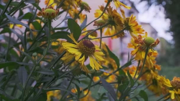 Fantastiska Blommande Gula Blommor Som Påverkas Lätt Vind Härlig Romantisk — Stockvideo