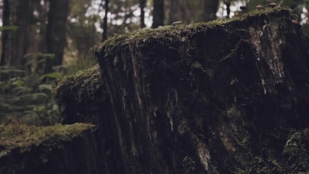 神秘的森林 怪异的木头 一棵被砍倒的树 只有腐烂的树桩和长满苔藓的根 才会留在令人生畏的地方 美丽的自然景观 森林砍伐 气候变化问题 — 图库视频影像
