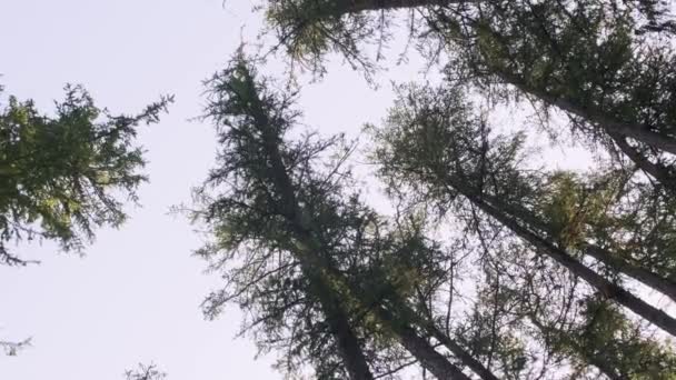 Das Helle Sonnenlicht Auf Den Kronen Der Kiefern Immergrünen Wald — Stockvideo