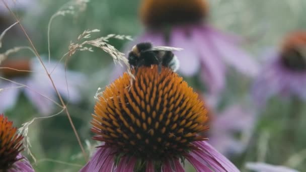 Úžasné Kvetoucí Červenofialové Květy Houpající Lehkým Větrem Včely Sbírají Nektar — Stock video