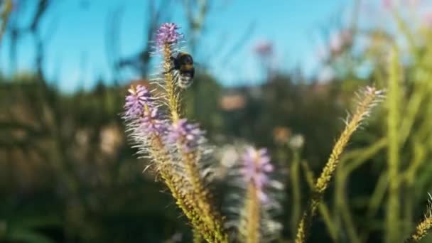 Úžasné Kvetoucí Fialové Květy Houpající Lehkým Větrem Včely Sbírají Nektar — Stock video