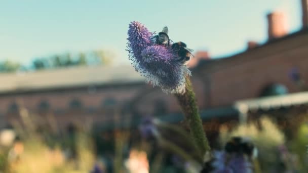 Fantastiska Blommande Lila Blommor Som Påverkas Lätt Vind Bin Som — Stockvideo