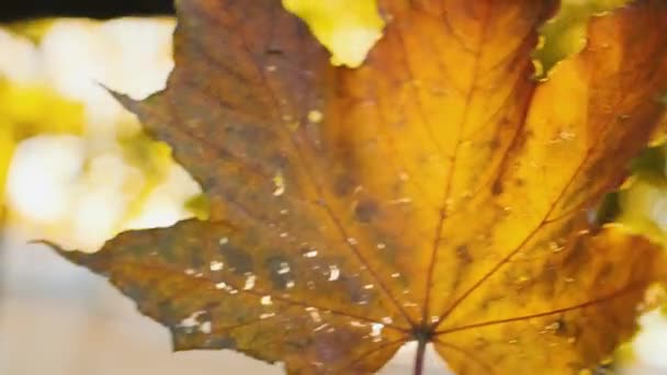 一片秋天的黄叶正握在一只雄性手中旋转着 树叶落下 罕见的阳光 树叶从树上落下 天气寒冷 模糊的树木背景 — 图库视频影像