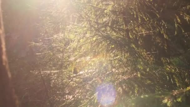 Luz Solar Brilhante Que Aparece Trás Uma Árvore Madeira Sempre — Vídeo de Stock