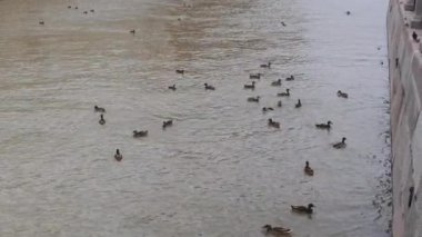 Gri ördek sürüsü ve ördek yavruları setin yakınlarında yiyecek aramak için suda yüzüyorlar. Orada kesinlikle ekmek parçalarını tokuşturabiliyorlar. Şehrin su kanalında vahşi kuşlar.