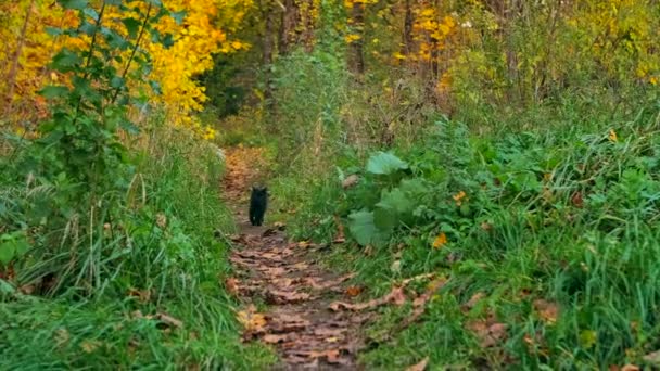 黑猫沿着小路走着 在青草丛中 似乎是在温暖的秋天的早晨打猎 地面上满是落叶 有些树变成了红色和黄色 秋天就要来了 — 图库视频影像
