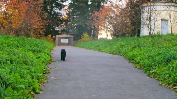 秋天温暖的早晨 黑猫沿着院子里的小径走着 地面上覆盖着从树上落下来的树叶 有些树变成了红色和黄色 秋天就要来了 — 图库视频影像