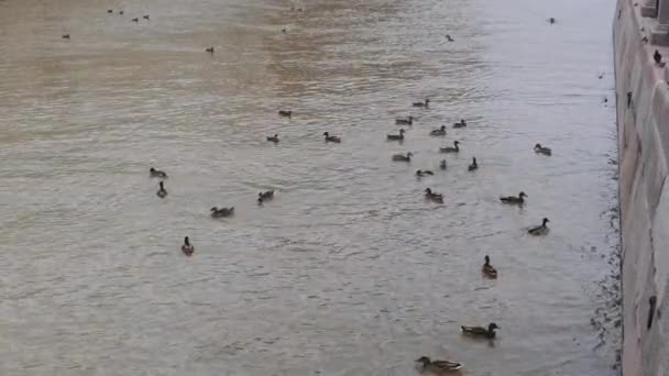 一群灰色的鸭子和小鸭漂浮在水面上 在堤岸附近寻找食物 在那里 人们肯定能吃到面包 城市水道中的野生鸟类 — 图库视频影像