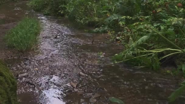 Rotsachtige Beek Die Tussen Bomen Struiken Het Bos Stroomt Beste — Stockvideo