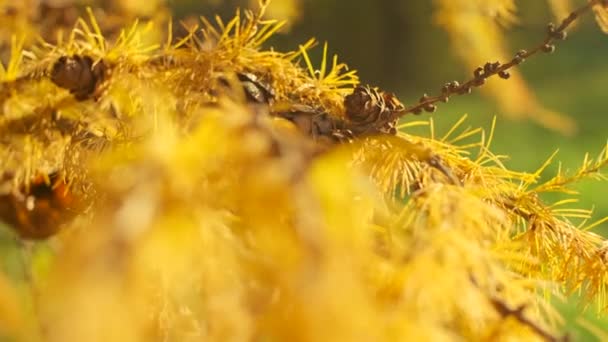 Árbol Coníferas Amarillas Giradas Con Conos Balanceándose Por Viento Pueblo — Vídeo de stock
