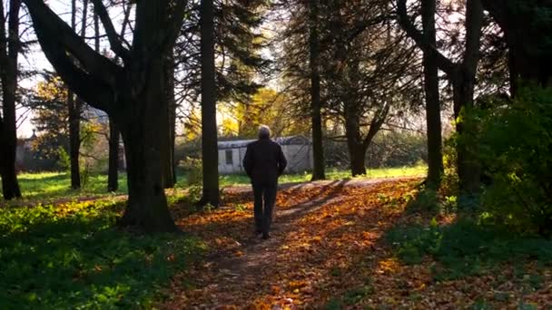 Siwowłosy Mężczyzna Przechodzący Ścieżką Jesiennym Parku Ziemia Pokryta Jest Spadającymi Klip Wideo