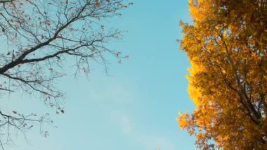 Bir köyde rüzgarla savrulan sarı yapraklar. Yaprak sonbahar mevsiminde düşer: nadir güneş ışınları, ağaçlardan düşen yapraklar ve soğuk hava. Açık mavi kayık. Yapraklar bir tepsiden döküldü