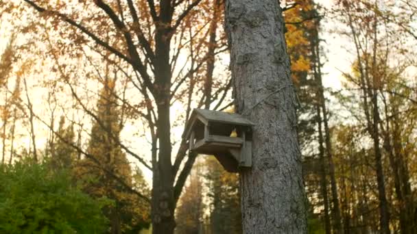 鸟舍放置在森林中一棵树上的人造鸟舍秋天的时候 红树和绿树的叶子几乎都掉了下来 阳光无法穿过朦胧的灰色天空 — 图库视频影像