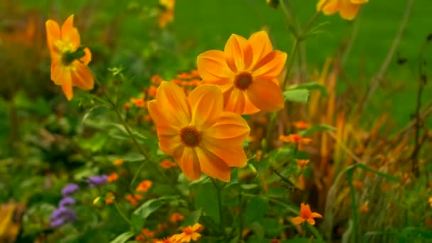 Fantastisk Vacker Blommande Gul Blomma Som Påverkas Lätt Vind Solig Stockvideo