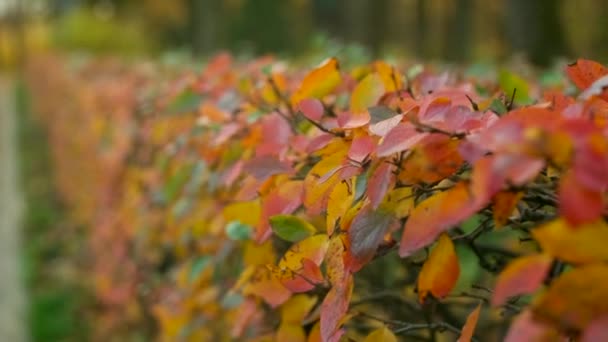 Bellissimo Arbusto Cespugli Con Foglie Gialle Rosse Verdi Rare Hanno — Video Stock