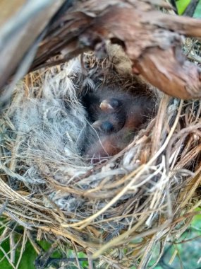 , , , , ,  ,  , Yuva, civcivler, doğa, kuşlar, tüyler, küçük kuşlar, kuş yuvası, yuvadaki yavrular