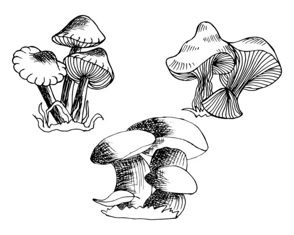 Illustrazione Serie Vari Funghi Disegnati Mano Uno Sfondo Bianco Contorno — Vettoriale Stock