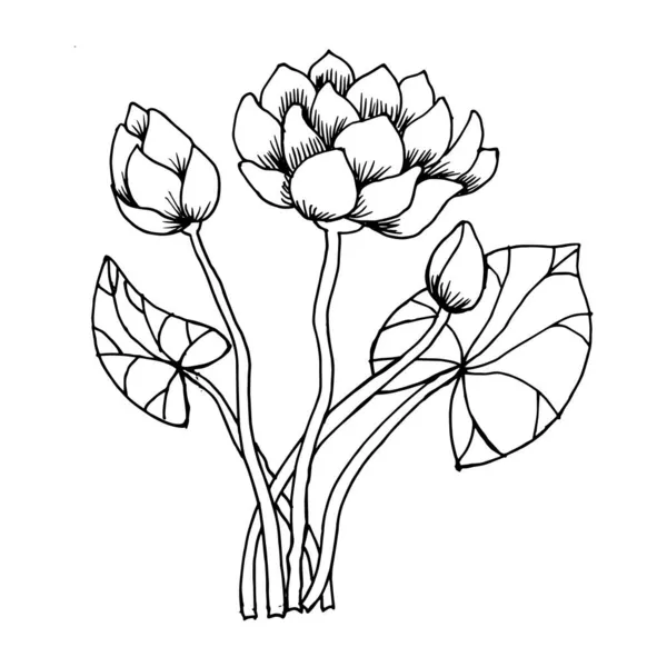 Handgezeichnete Illustration Konturzeichnung Eines Straußes Von Seerosenblumen Skizze Stress Zum — Stockvektor