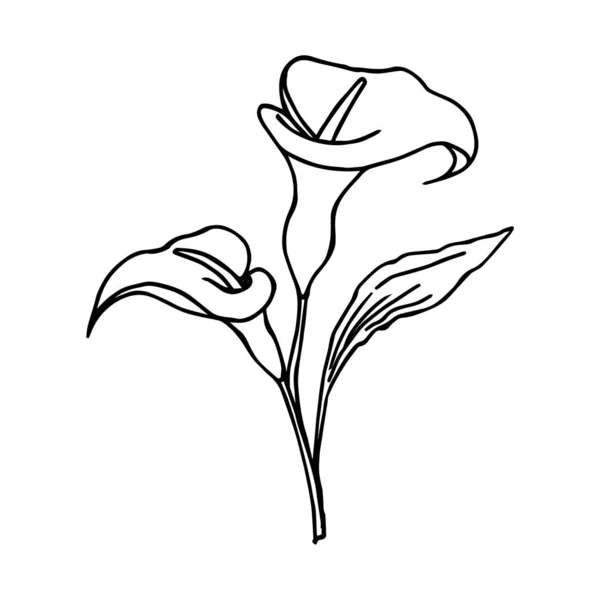 Illustration Skizze Konturstrauß Von Calla Lilien Blumen Schwarzer Umriss Zum — Stockvektor