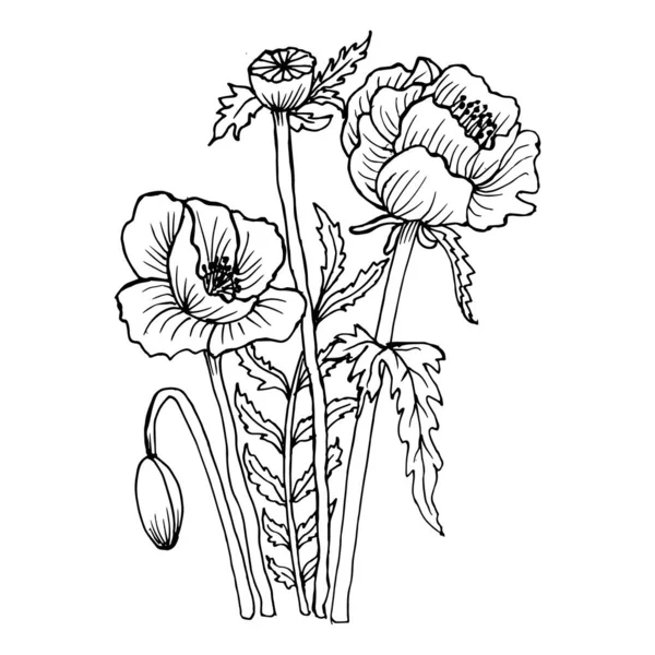 Illustration Croquis Bouquet Contour Fleurs Coquelicots Contour Noir Pour Colorier — Image vectorielle