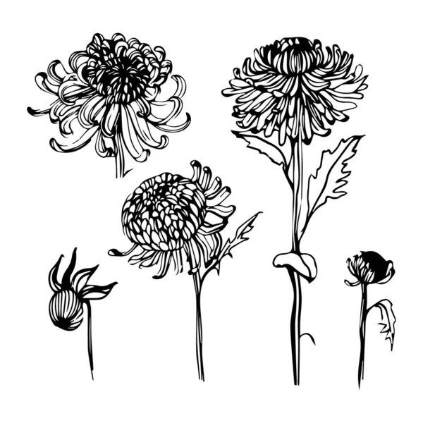 Illustration Ensemble Fleurs Dessinées Chrysanthème Contour Art Ligne Conception Pour — Image vectorielle