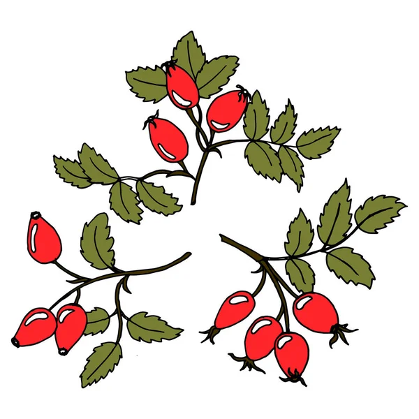 Ilustrace Ručně Kreslené Růžové Boky Listy Červeným Ovocem Textil Potisk — Stockový vektor