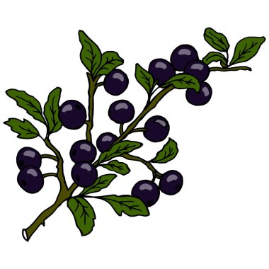 İllüstrasyon, el çizimi gerçekçi böğürtlenli ve yapraklı Blackthorn dalı, kartpostal, baskı