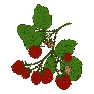 Resim, klipsleme, ahududu dalında yapraklar, tekstil duvar kağıtları, kartpostallar.