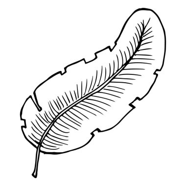 Tropikal palmiye yaprağının el çizimi. Yazdır. Renkler için çizim, siyah özet
