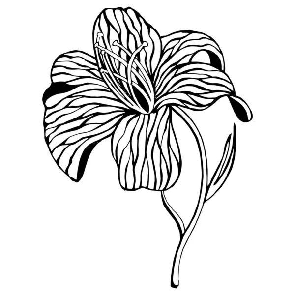Ilustración Una Orquídea Estilizada Dibujada Mano Contorno Boceto Imprimir Textil — Archivo Imágenes Vectoriales