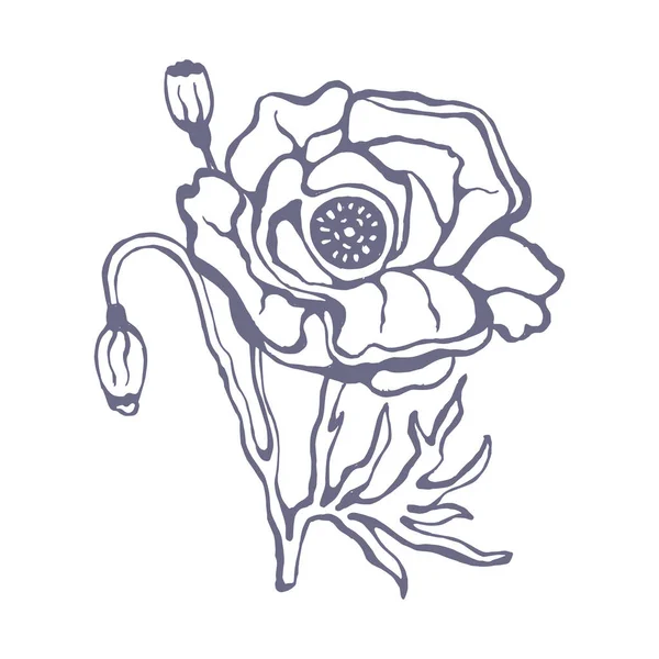 Illustration Hand Drawn Purple Poppy Flower Sketch Stylized Doodle Print — Stock vektor