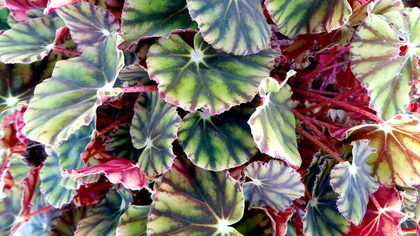 Tropisches Zierkraut Caladium Natürlicher Hintergrund — Stockfoto