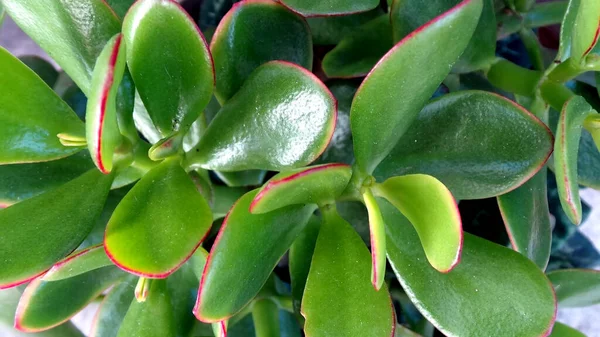 Heldere Groene Bladeren Van Een Tropische Sierplant Van Het Geslacht — Stockfoto
