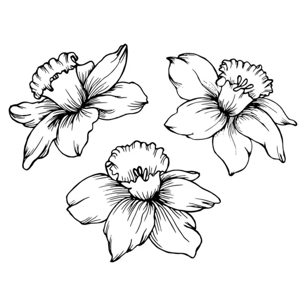 Illustratie Met Hand Getekende Contourbloemen Narcissen Een Witte Achtergrond Tekening — Stockvector