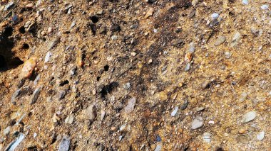 Deniz kabuklu doğal deniz taşı, arka plan