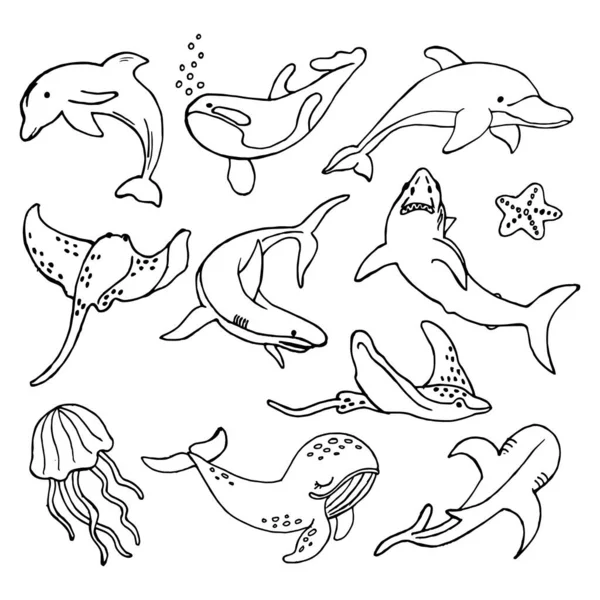 Szkic Zestaw Narysowanych Konturów Zwierząt Morskich Rekiny Delfiny Wieloryby Promienie — Wektor stockowy