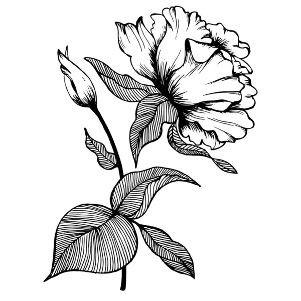 Black Line Drawing Peonies White Background Decor Cards Invitations Textiles — ストックベクタ