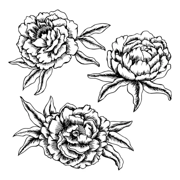 Illustration Imprimé Floral Pivoines Dessinées Main Dessin Noir Carte Florale — Image vectorielle