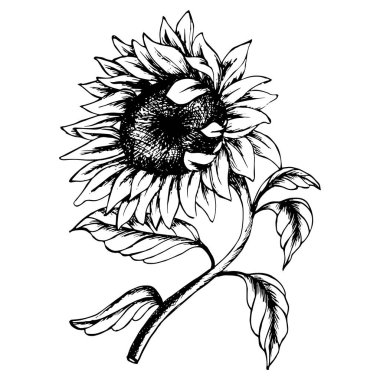 İllüstrasyon, ayçiçeği çizimi. Siyah özet. Kartpostal, poster, duvar sanatı, baskı
