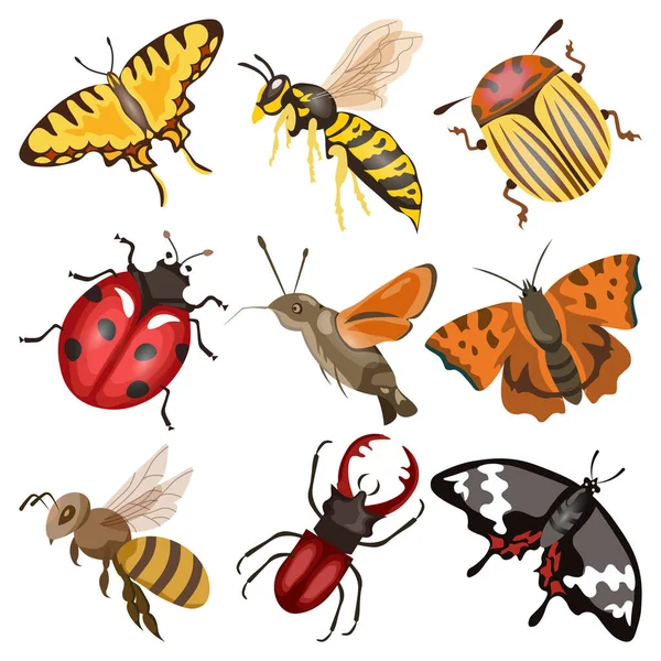 Big Set Insects Bee Wasp Butterfly Moth Ladybug Cockchafer Graphic — Stock Vector